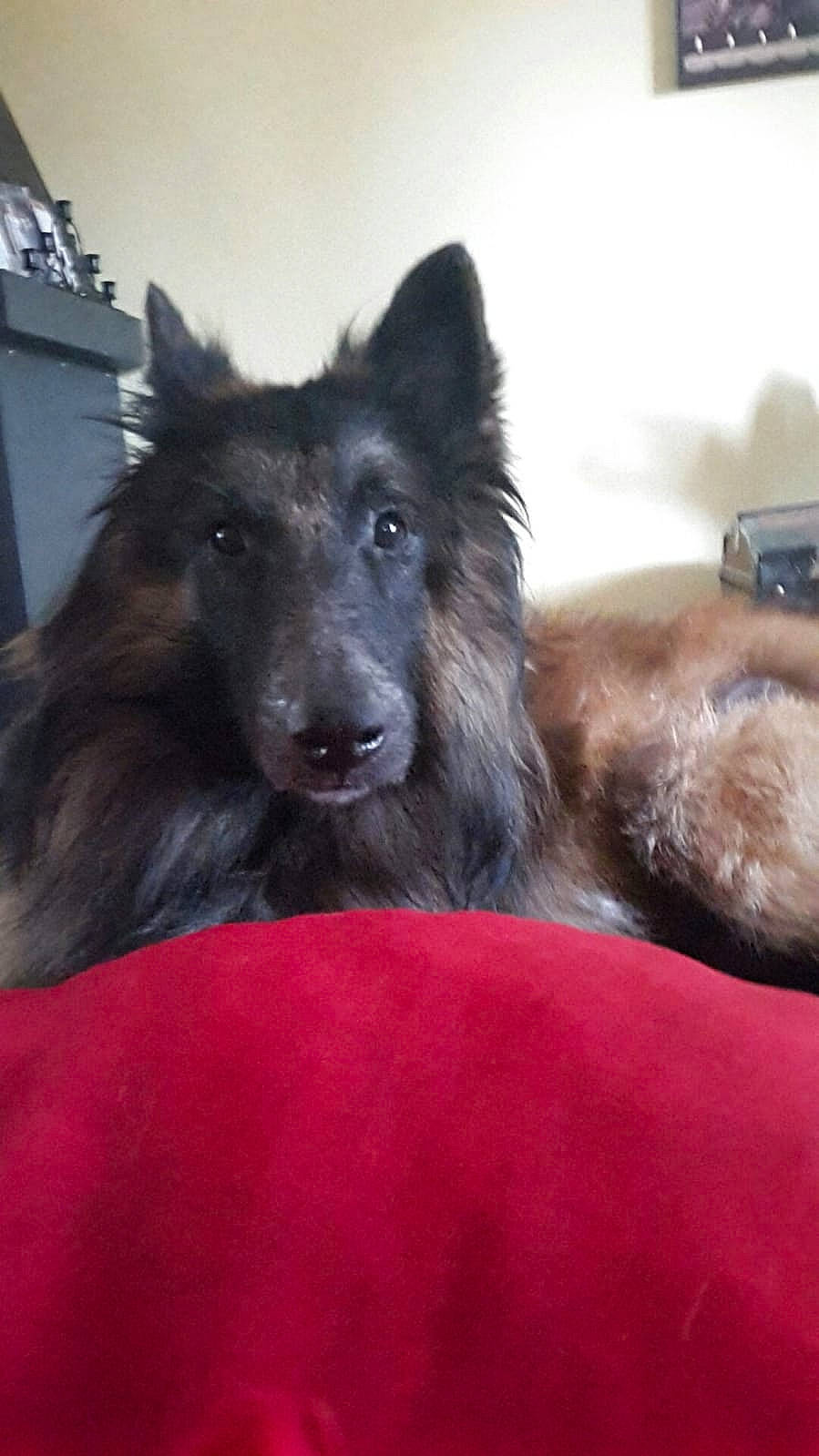 Haslan a rejoint le concours — aidez-le/la à gagner de superbes lots ! belgian_shepherd, belgian_shepherd_malinois, bohemian_shepherd, canidae, carnivore, dog, dog_breed, groenendael, herding_dog, mammal, old_german_shepherd_dog, shiloh_shepherd_dog, snout, tervuren, vertebrate