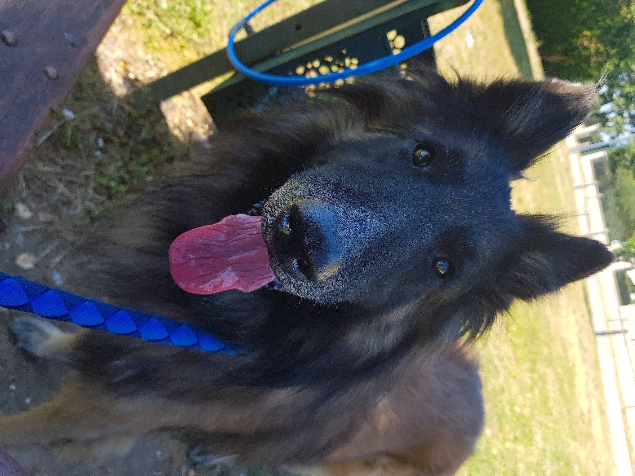 Haslan participe au concours pour gagner de l'argent avec cette photo : belgian_shepherd, black_norwegian_elkhound, canidae, carnivore, dog, dog_breed, formosan_mountain_dog, groenendael, schipperke, snout, sporting_group, vertebrate