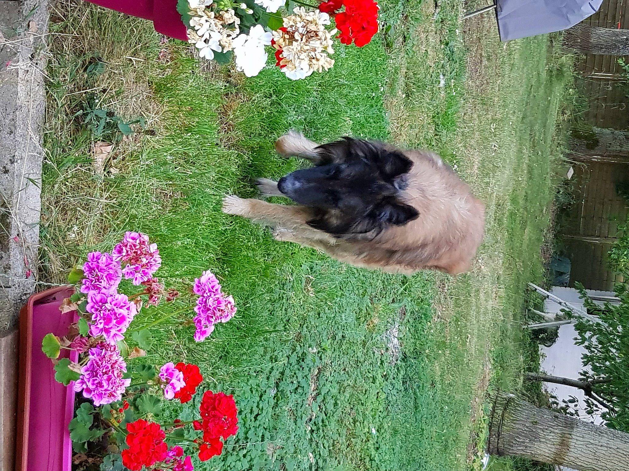 Haslan a rejoint le concours — aidez-le/la à gagner de superbes lots ! canidae, carnivore, fawn, flower, plant, shrub, sporting_group