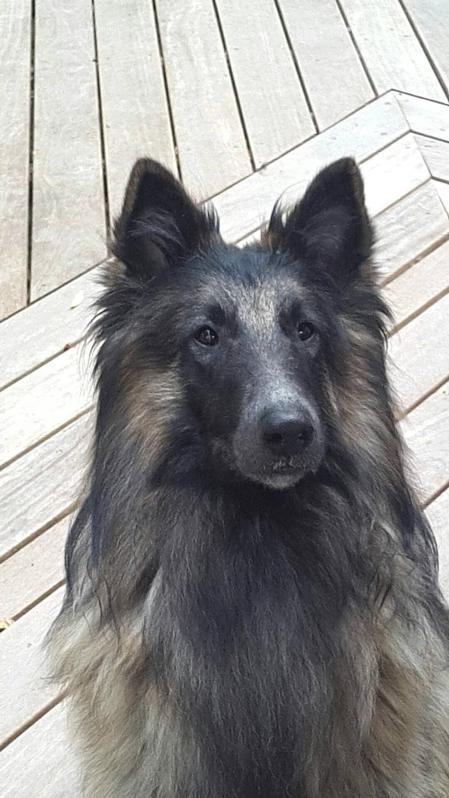 Haslan a rejoint le concours — aidez-le/la à gagner de superbes lots ! belgian_shepherd, bohemian_shepherd, canidae, carnivore, dog, dog_breed, groenendael, herding_dog, mammal, snout, tervuren, vertebrate