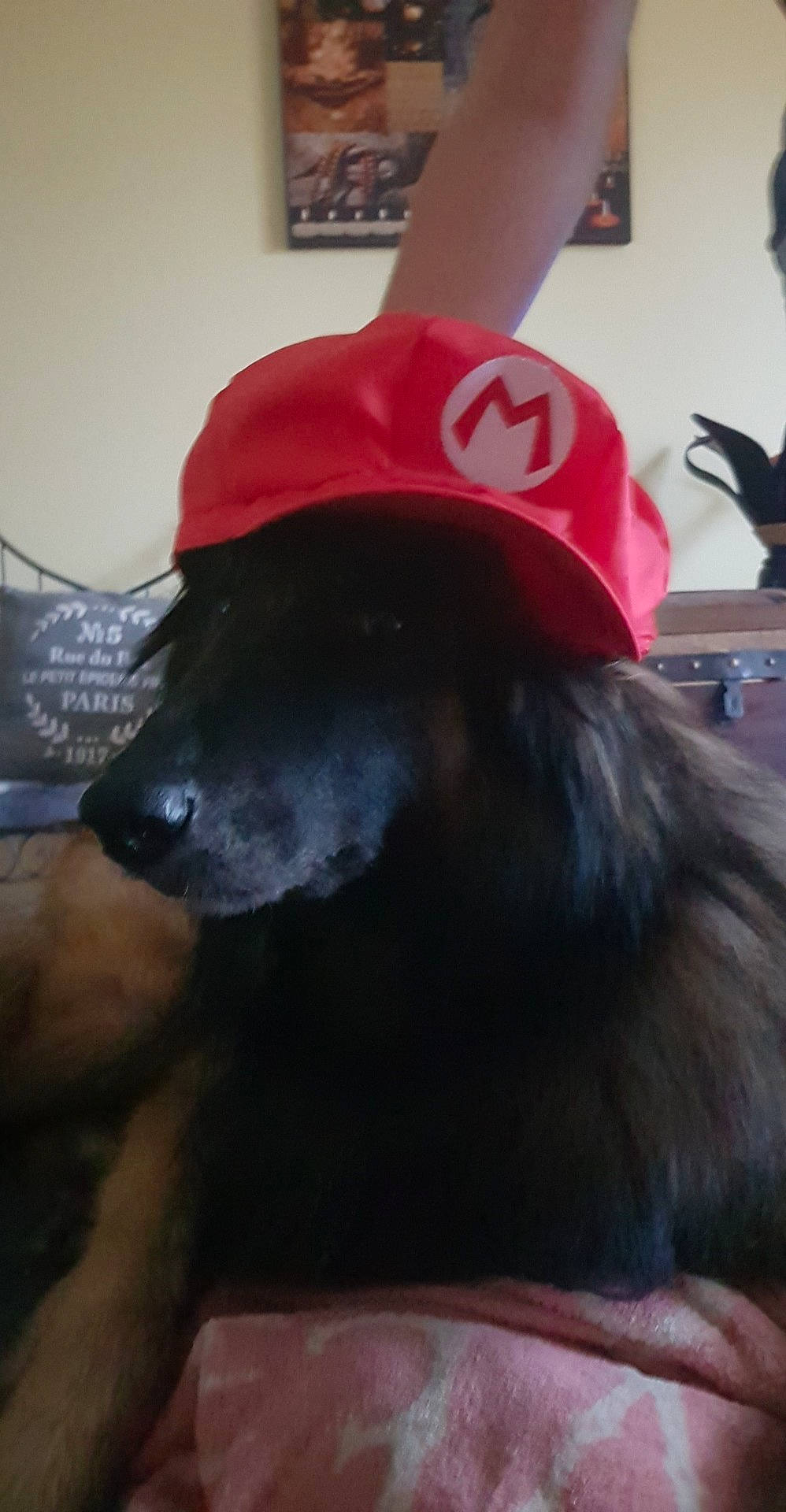 Haslan participe au concours pour gagner de l'argent avec cette photo : canidae, carnivore, companion_dog, dog, dog_breed, snout, sporting_group