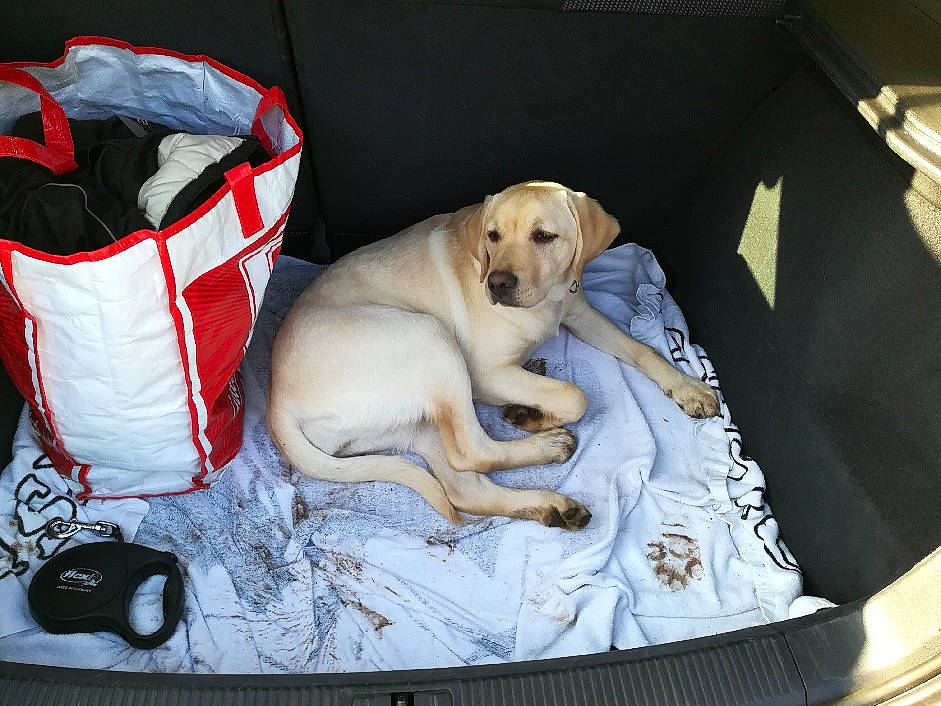 Paya a rejoint le concours — aidez-le/la à gagner de superbes lots ! canidae, car, carnivore, companion_dog, dog, dog_bed, dog_breed, fawn, labrador_retriever, photography, puppy, retriever, sporting_group