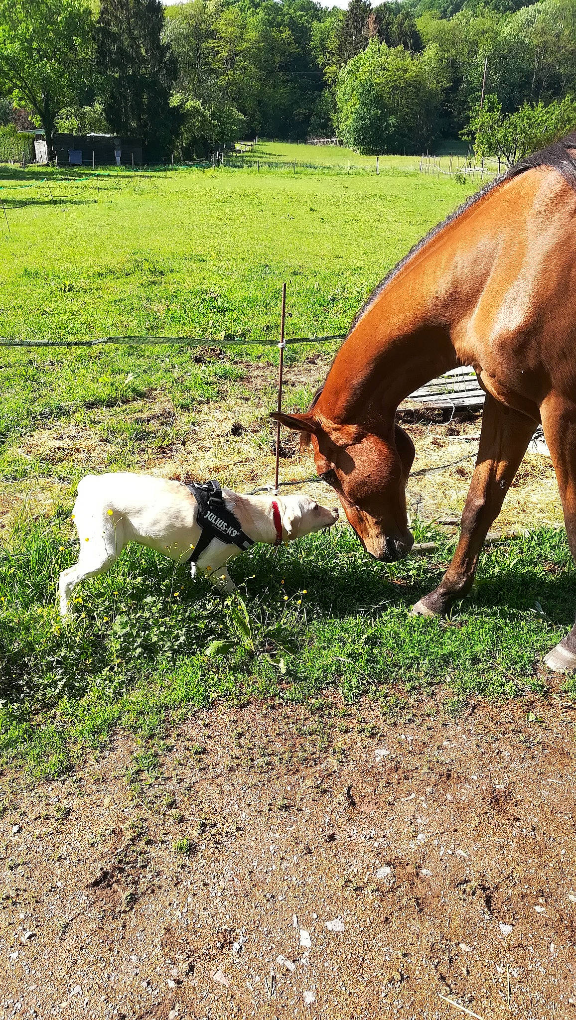 Paya a rejoint le concours — aidez-le/la à gagner de superbes lots ! canidae, colt, farm, fawn, foal, grass, grazing, horse, mammal, mare, meadow, pasture, plant, snout, terrestrial_animal, vertebrate, wildlife