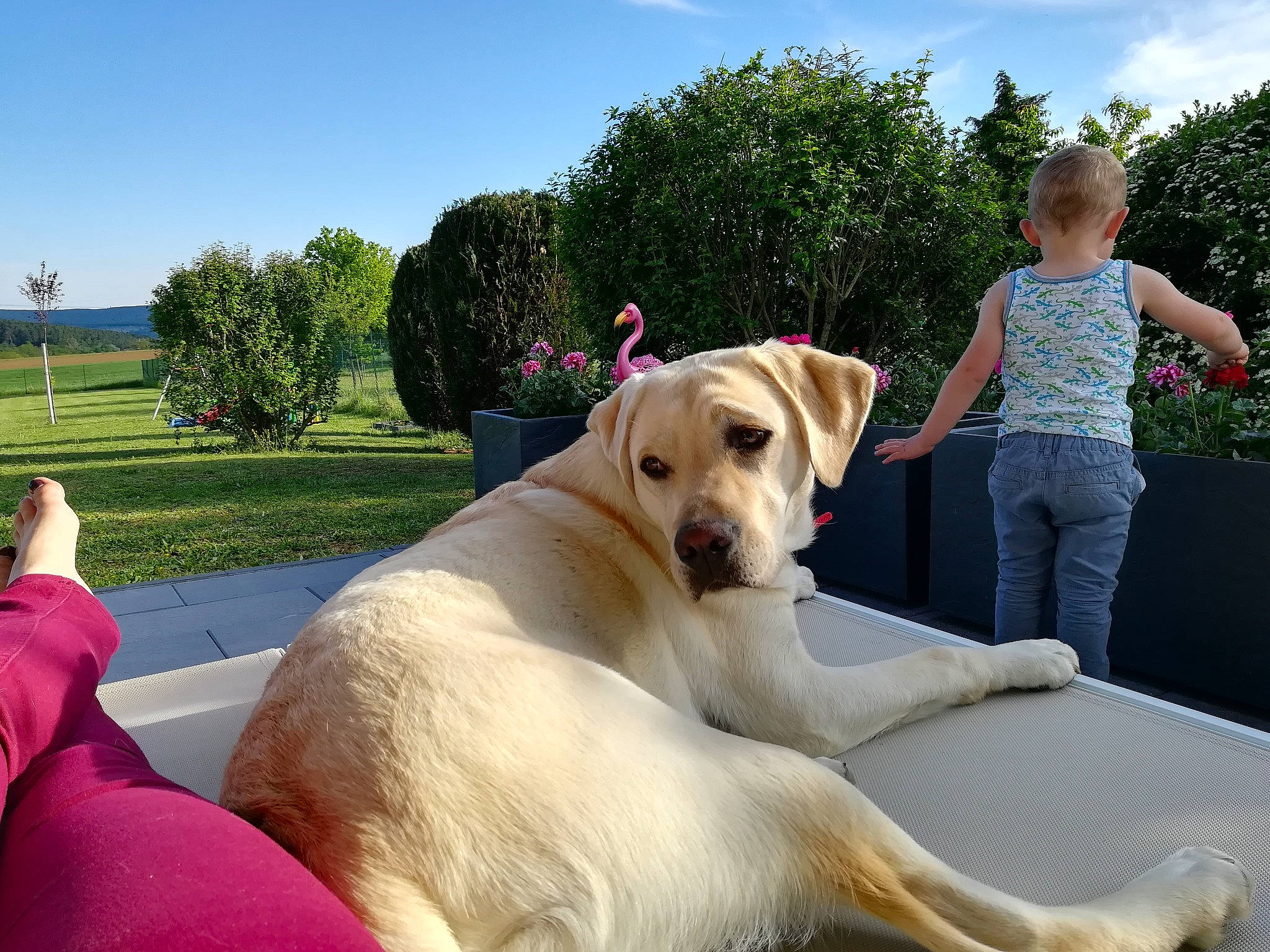 Paya participe au concours pour gagner de l'argent avec cette photo : canidae, carnivore, companion_dog, dog, dog_breed, fawn, labrador_retriever, mammal, retriever, sporting_group, vertebrate