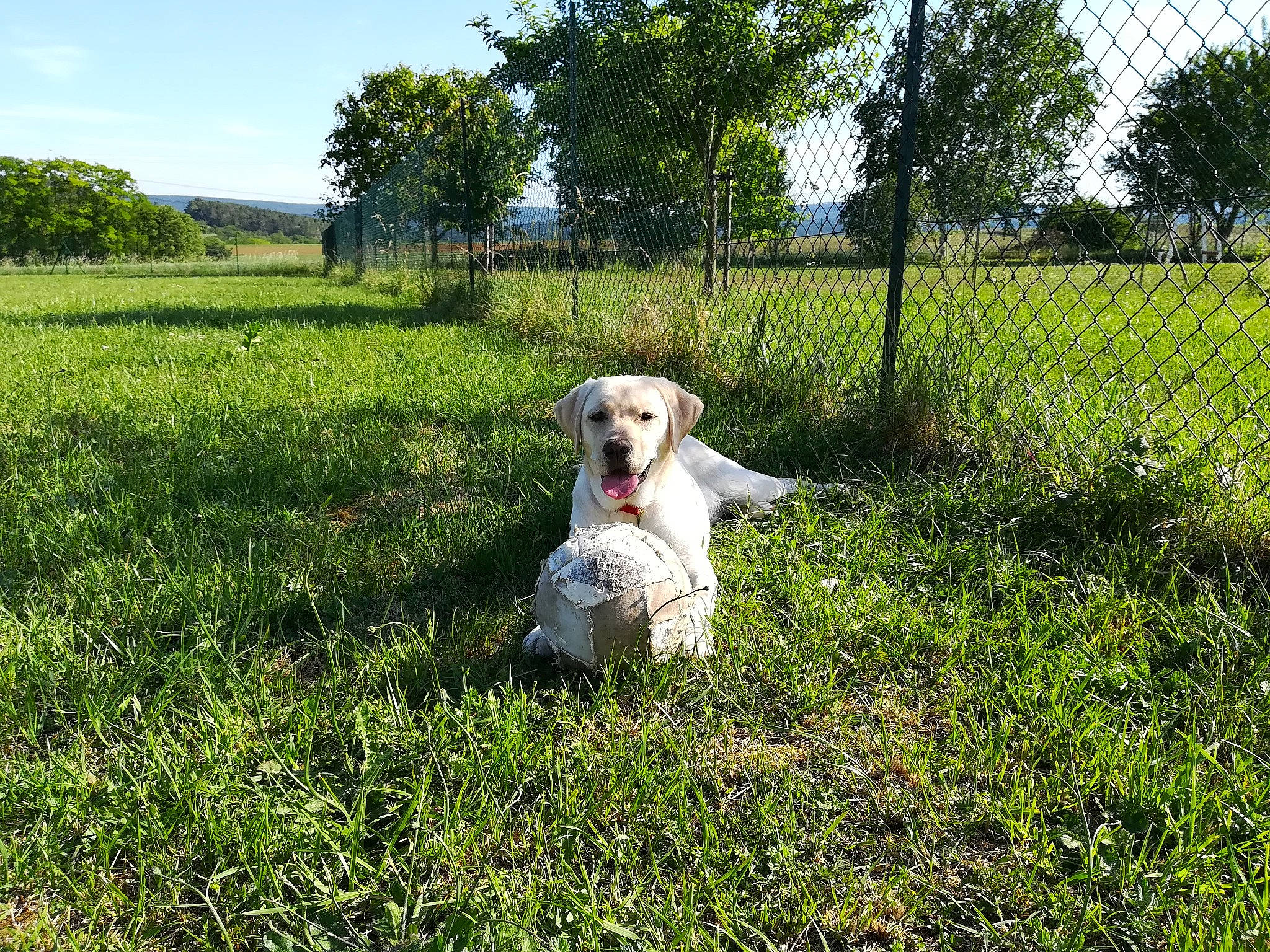 Paya a rejoint le concours — aidez-le/la à gagner de superbes lots ! canidae, carnivore, companion_dog, dog, dog_breed, english_setter, field, field_trial, grass, grass_family, grassland, mammal, meadow, pasture, sporting_group, vertebrate