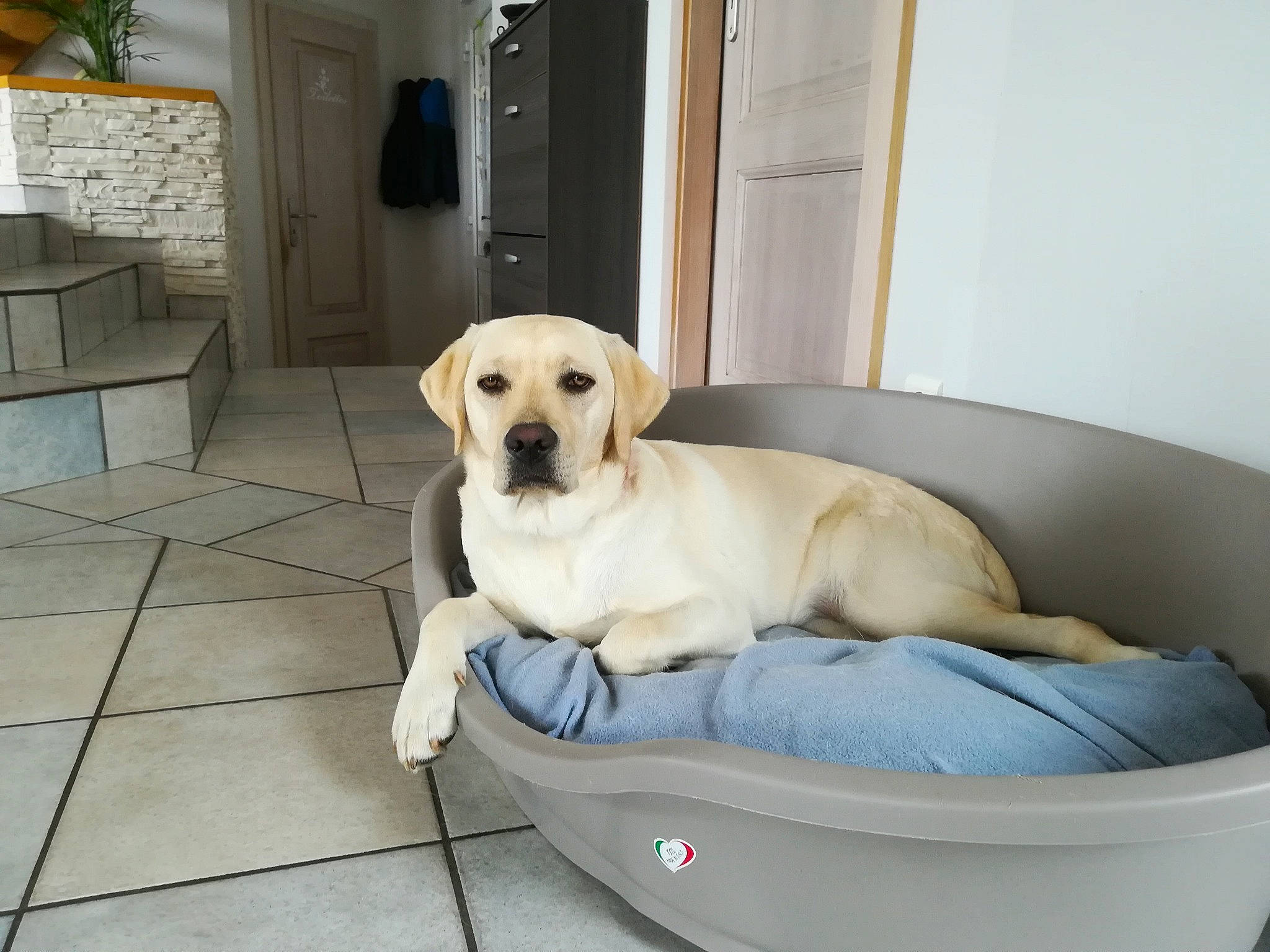 Paya participe au concours pour gagner de l'argent avec cette photo : bathtub, canidae, carnivore, comfort, companion_dog, dog, dog_bed, dog_breed, fawn, house, labrador_retriever, mammal, puppy, puppy_love, retriever, sporting_group, yellow