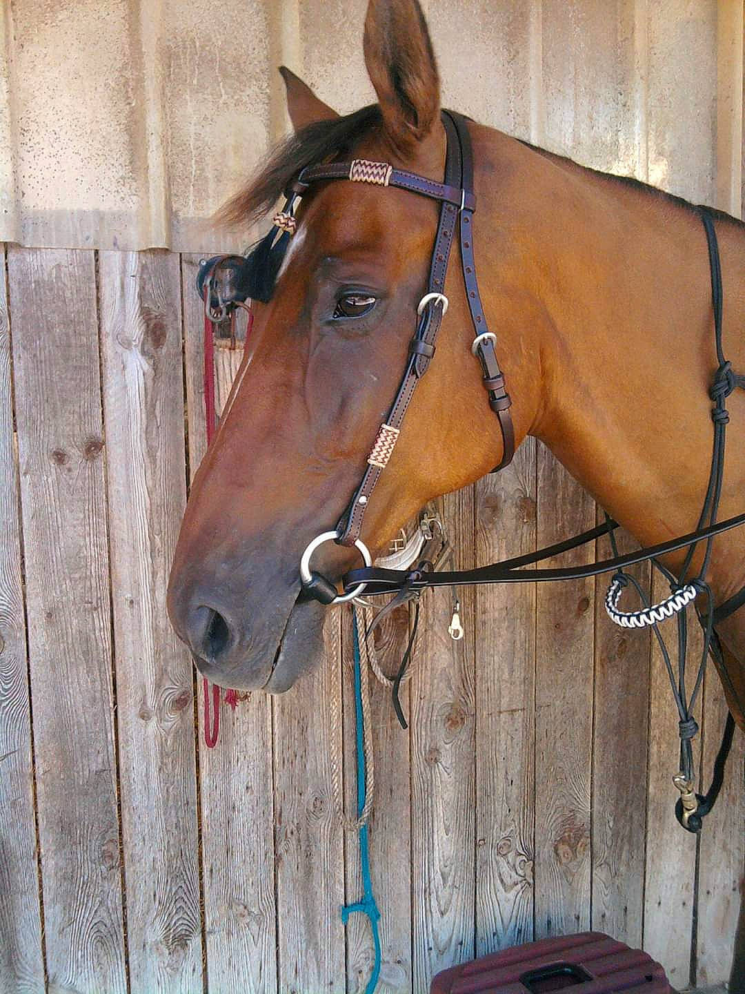 Lucky a rejoint le concours — aidez-le/la à gagner de superbes lots ! bit, bridle, halter, horse, horse_harness, horse_supplies, horse_tack, liver, mane, mare, rein, snout, sorrel, stable