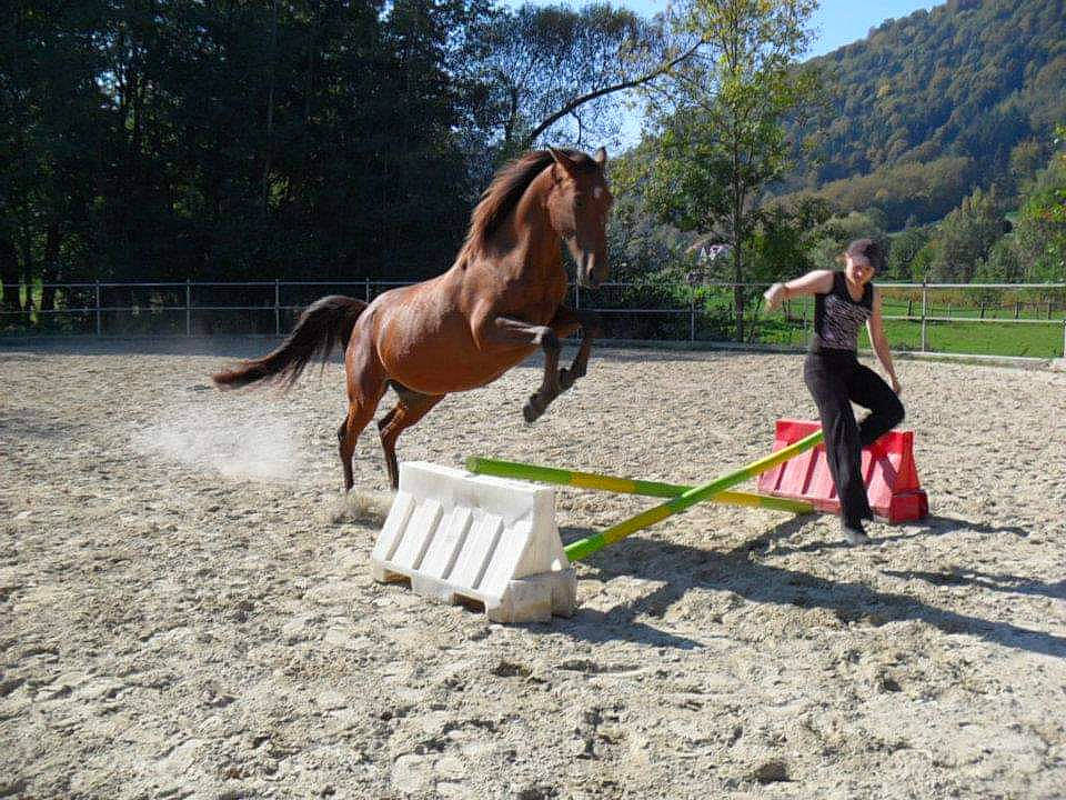 Lucky a rejoint le concours — aidez-le/la à gagner de superbes lots ! animal_sports, bridle, equestrian, equestrianism, equitation, halter, horse, horse_harness, horse_supplies, horse_tack, mammal, mane, mare, mustang_horse, pack_animal, recreation, rein, saddle, stallion, vertebrate