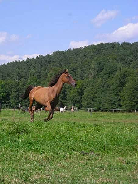 Lucky participe au concours pour gagner de l'argent avec cette photo : colt, ecoregion, farm, foal, grass, grassland, horse, mammal, mane, mare, meadow, mustang_horse, pasture, ranch, rural_area, sorrel, stallion, terrestrial_animal, vertebrate, wildlife
