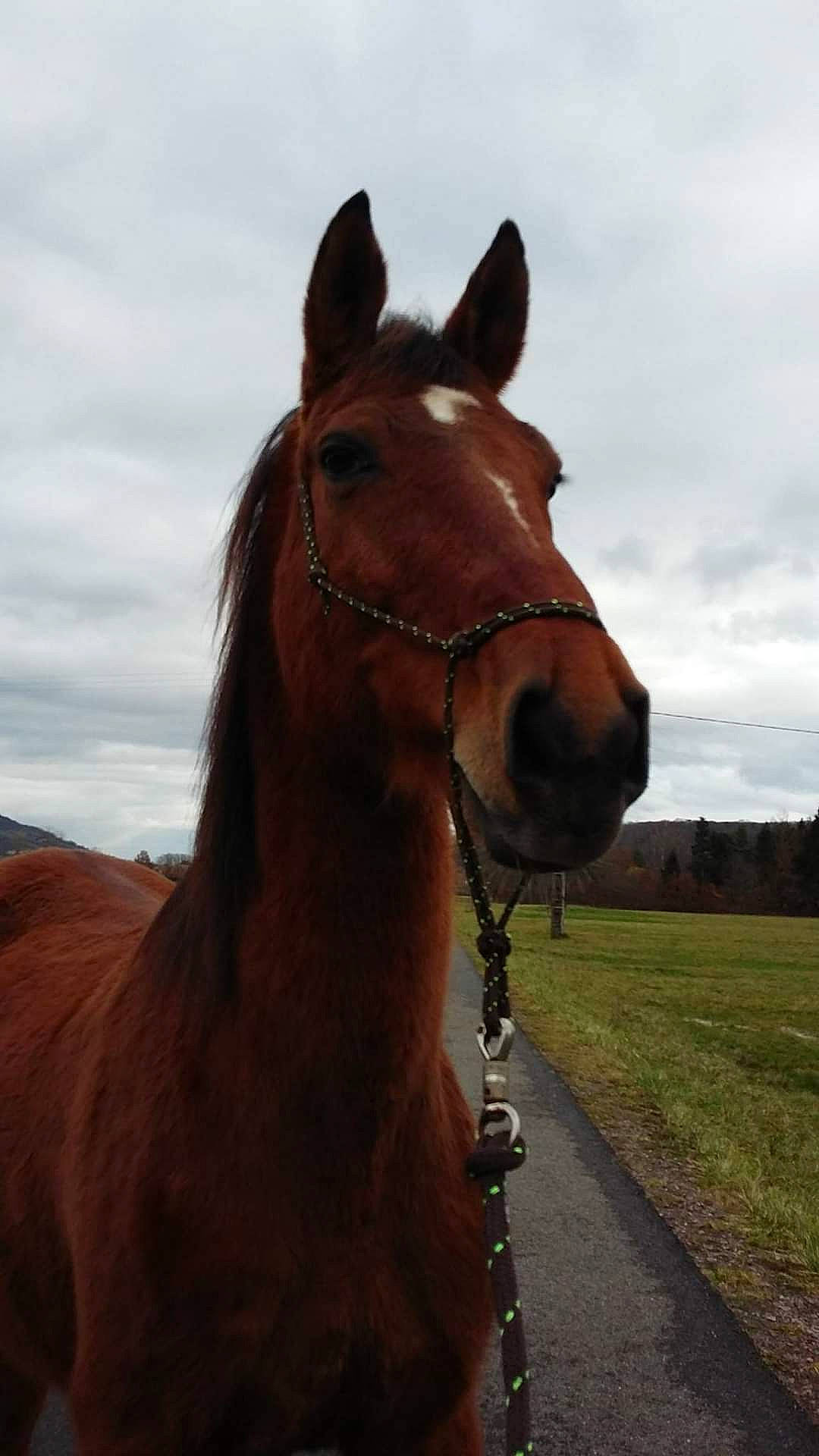Lucky a rejoint le concours — aidez-le/la à gagner de superbes lots ! bridle, brown, colt, foal, horse, horse_tack, liver, livestock, mammal, mane, mare, mustang_horse, neck, pack_animal, sky, snout, sorrel, stallion, vertebrate