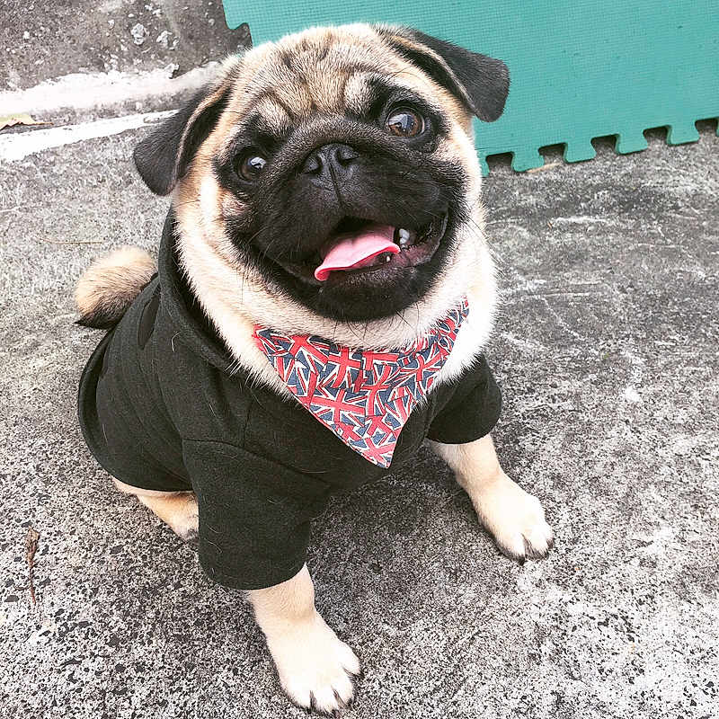 Marley is registered to the contest to win money with this photo: ancient_dog_breeds, canidae, carnivore, companion_dog, dog, dog_breed, dog_clothes, fawn, mammal, pug, snout, sporting_group, toy_dog, vertebrate