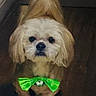 animal, bow_tie, brown_floor, canine, companion, cute, dog, domestic_animal, fluffy, friendly, green_bow_tie, house, indoor, light_fur, looking_at_camera, pet, portrait, small_dog, standing, wooden_floor