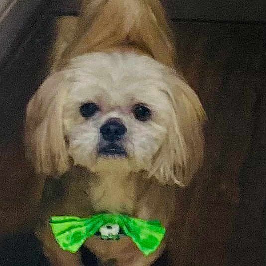 Bentley is registered to the contest to win money with this photo: animal, bow_tie, brown_floor, canine, companion, cute, dog, domestic_animal, fluffy, friendly, green_bow_tie, house, indoor, light_fur, looking_at_camera, pet, portrait, small_dog, standing, wooden_floor