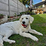 Athéna a rejoint le concours — aidez-le/la à gagner de superbes lots ! dog, grass, ball, outdoor, pet, canine, garden, fence, picnic_table, grill, plant, backyard, summer, happy, animal, play, white_dog, nature, sunny, relax