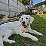 dog, grass, ball, outdoor, pet, canine, garden, fence, picnic_table, grill, plant, backyard, summer, happy, animal, play, white_dog, nature, sunny, relax