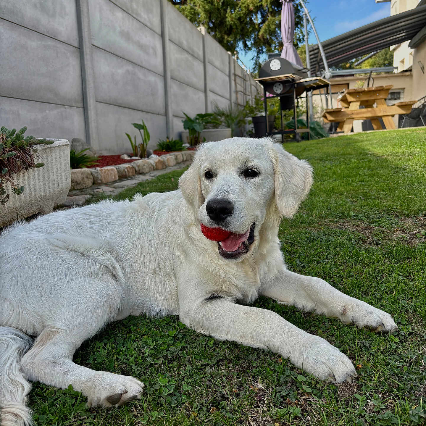 Athéna a rejoint le concours — aidez-le/la à gagner de superbes lots ! animal, backyard, ball, canine, dog, fence, garden, grass, grill, happy, nature, outdoor, pet, picnic_table, plant, play, relax, summer, sunny, white_dog