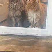 Jynx joined the competition — help win amazing prizes! cats, two_cats, fluffy, longhaired, maine_coon, tabby, gray_cat, orange_cat, pet, animals, sitting, staring, whiskers, fur, glass_door, reflection, indoors, wooden_floor, doorway, portrait