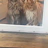 cats, two_cats, fluffy, longhaired, maine_coon, tabby, gray_cat, orange_cat, pet, animals, sitting, staring, whiskers, fur, glass_door, reflection, indoors, wooden_floor, doorway, portrait