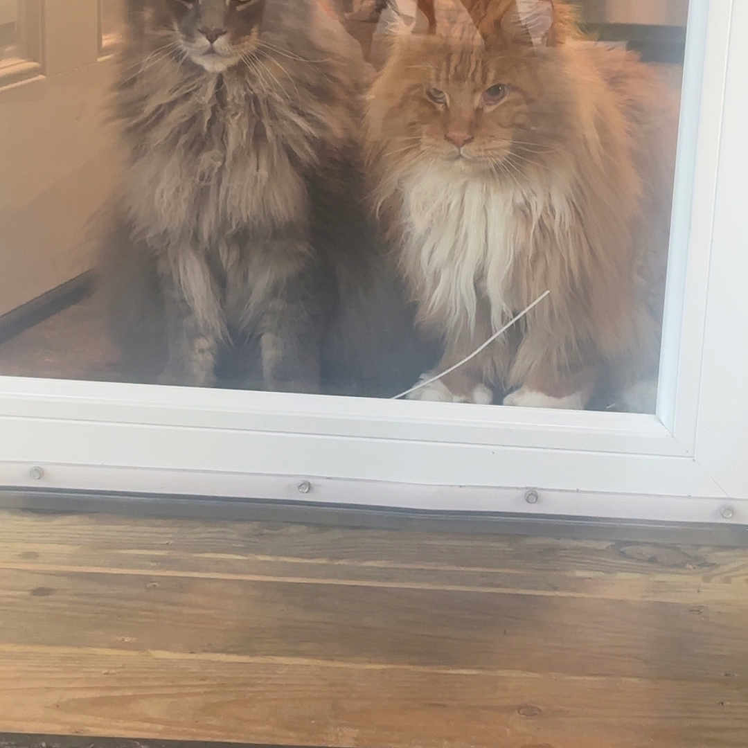 Jynx