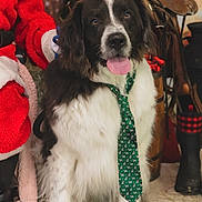 Winzig joined the competition — help win amazing prizes! dog, black_and_white, tie, tongue_out, santa_outfit, red_clothing, boots, rustic, saddle, indoor, festive, holiday, animal, pet, mammal, fur, cute, portrait, decor, costume