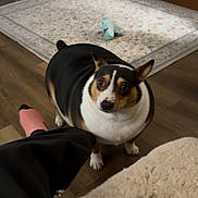 Roxy joined the competition — help win amazing prizes! dog, pet, tricolor, black_white_brown, sitting, looking_at_camera, face, eyes, ears, nose, paws, indoors, wooden_floor, rug, carpet, toy, slipper, person, home, portrait
