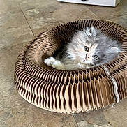 Abigail is registered to the contest to win money with this photo: kitten, cat, pet_bed, cardboard, floor, indoor, feline, cute, fluffy, small, animal, cozy, resting, curious, young, domestic, mammal, cute_pet, home, relaxed