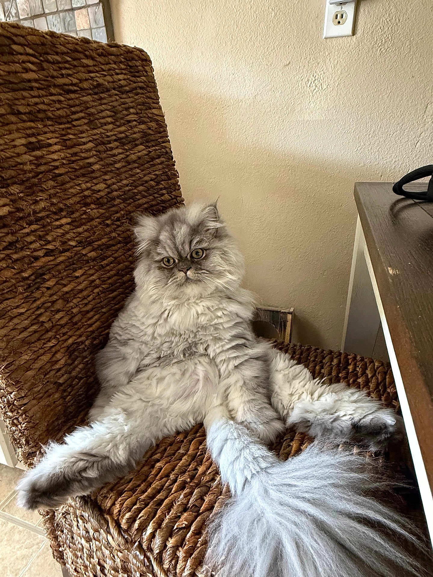 Theodore joined the competition — help win amazing prizes! cat, fluffy, gray, sitting, chair, woven_chair, indoor, relaxed_pose, curious, pet, feline, wide_eyes, cozy, furniture, wooden_desk, tail, floor_tile, wall, domestic_animal, cute