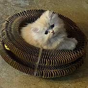 Benjamin is registered to the contest to win money with this photo: kitten, cat, pet, fluffy, white, cardboard, scratch_pad, floor, tile, cute, animal, small, indoor, feline, young, fur, resting, cozy, looking_up, curious