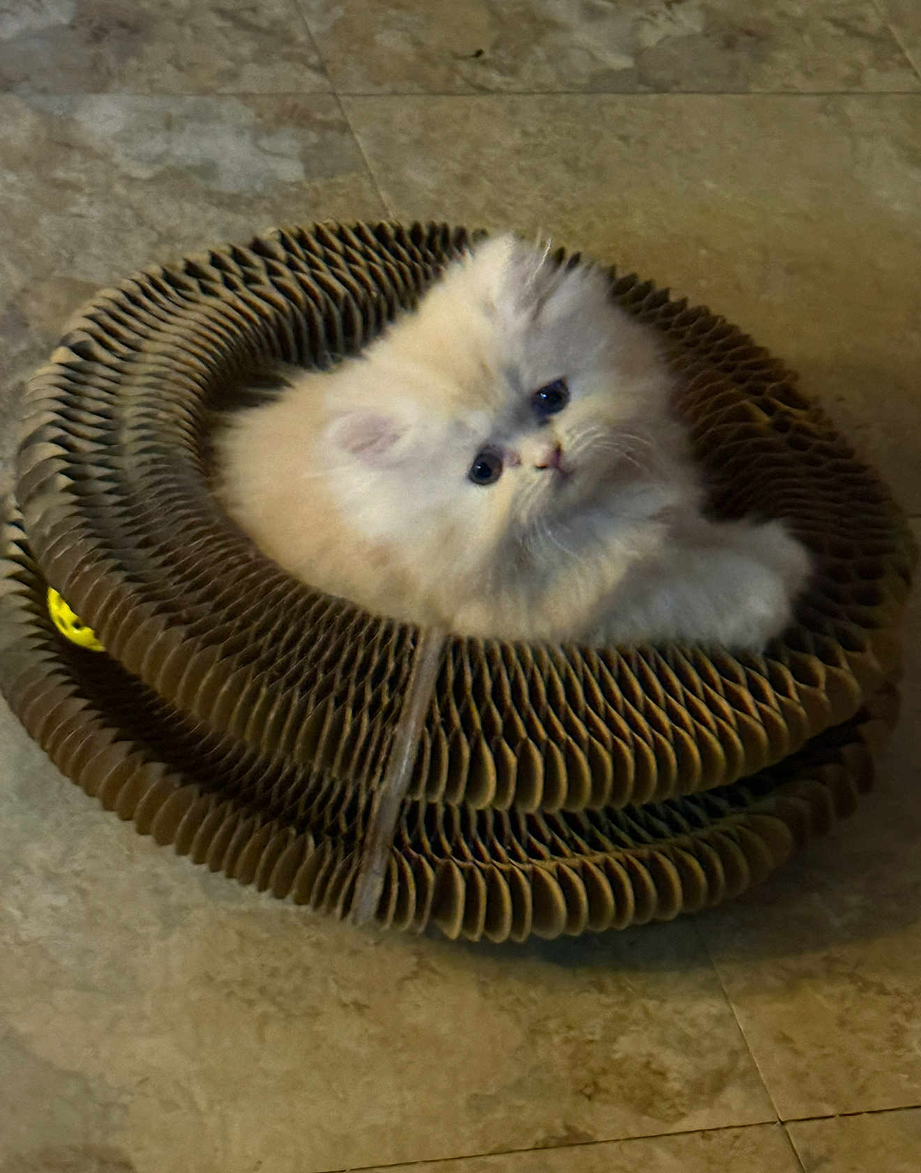 Benjamin is registered to the contest to win money with this photo: kitten, cat, pet, fluffy, white, cardboard, scratch_pad, floor, tile, cute, animal, small, indoor, feline, young, fur, resting, cozy, looking_up, curious