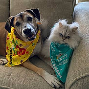 Marley And Sebastian is registered to the contest to win money with this photo: dog, cat, couch, bandana, pet, animal, fur, petsmart, indoor, companion, friendship, relaxed, seated, beige, cute, fluffy, happy, curious, portrait, domestic