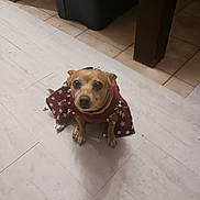 Bayleigh Sky Davis is registered to the contest to win money with this photo: dog, pet, small_dog, clothing, costume, indoor, floor, tile_floor, looking_up, brown_dog, animal, cute, sitting, furniture, table_leg, domestic, companion, star_pattern, curious, household
