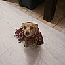 dog, pet, small_dog, clothing, costume, indoor, floor, tile_floor, looking_up, brown_dog, animal, cute, sitting, furniture, table_leg, domestic, companion, star_pattern, curious, household