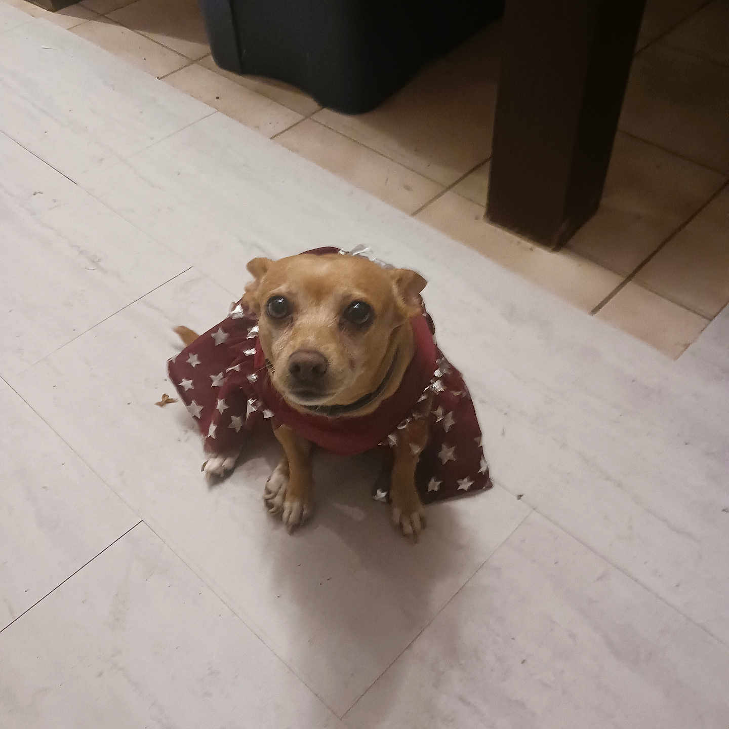 Bayleigh Sky Davis is registered to the contest to win money with this photo: dog, pet, small_dog, clothing, costume, indoor, floor, tile_floor, looking_up, brown_dog, animal, cute, sitting, furniture, table_leg, domestic, companion, star_pattern, curious, household