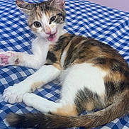 Button is registered to the contest to win money with this photo: cat, kitten, calico, pet, animal, fur, white_fur, orange_fur, black_fur, blue_bedding, checkered_pattern, bed, lying_down, sitting, open_mouth, meowing, whiskers, ears, tail, indoor