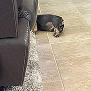 Otis joined the competition — help win amazing prizes! dog, small_dog, lying_down, floor, tile_floor, brown_couch, leather_couch, rug, shaggy_rug, indoor, pet, animal, resting, quiet, home, furniture, cozy, domestic, sleeping, relaxing