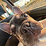 Otis is registered to the contest to win money with this photo: dog, french_bulldog, puppy, close_up, car_interior, window, sunlight, sunset, nose, ears, whiskers, pet, animal, cute, curious, portrait, indoor, seat, fur, warm_light