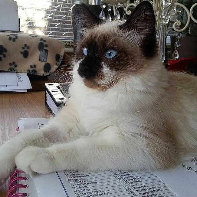 Izzy joined the competition — help win amazing prizes!