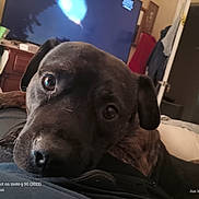 Ricky is registered to the contest to win money with this photo: dog, pet, indoor, close_up, black_dog, resting, person_lap, television, furniture, living_room, cozy, expression, animal, companion, domestic, home, relaxed, cute, canine, portrait