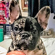 Logan joined the competition — help win amazing prizes! dog, french_bulldog, puppy, indoor, ball, pet, curious, brindle, animal, cute, portrait, face, ears, closeup, household, furniture, decor, toy, pet_toy, background