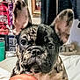 dog, french_bulldog, puppy, indoor, ball, pet, curious, brindle, animal, cute, portrait, face, ears, closeup, household, furniture, decor, toy, pet_toy, background