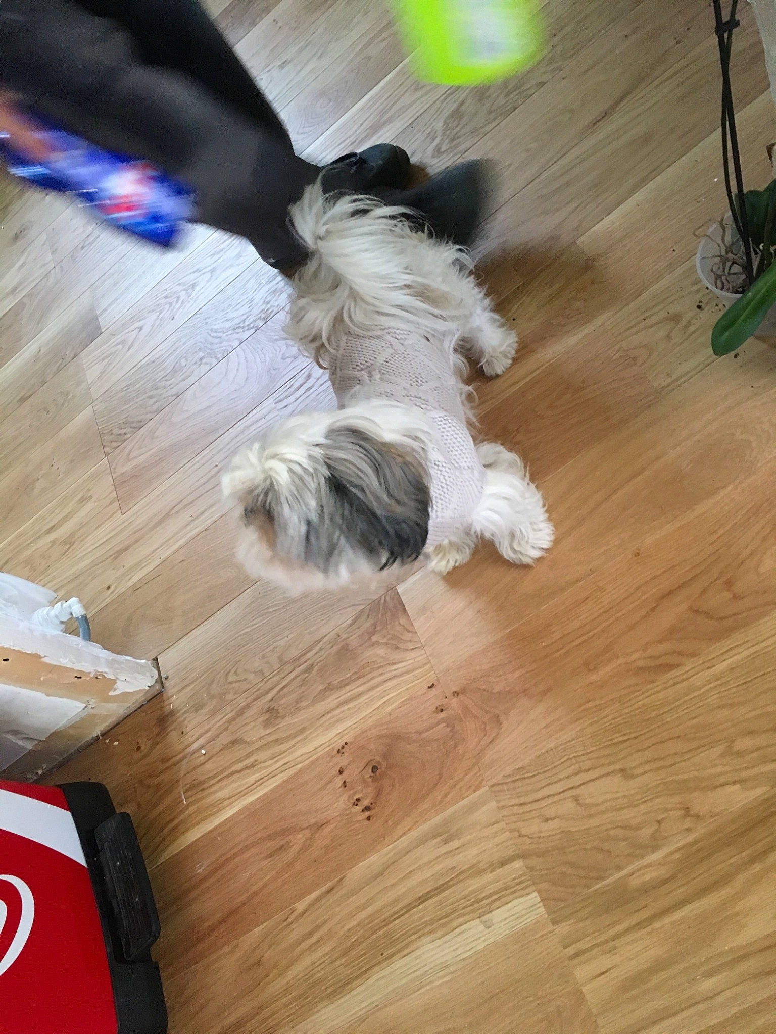 Missy participe au concours pour gagner de l'argent avec cette photo : canidae, carnivore, companion_dog, dog, dog_breed, floor, flooring, hardwood, havanese, laminate_flooring, lhasa_apso, maltese, puppy, shih_tzu, sporting_group, sporting_lucas_terrier, tibetan_terrier, toy_dog, wood, wood_flooring