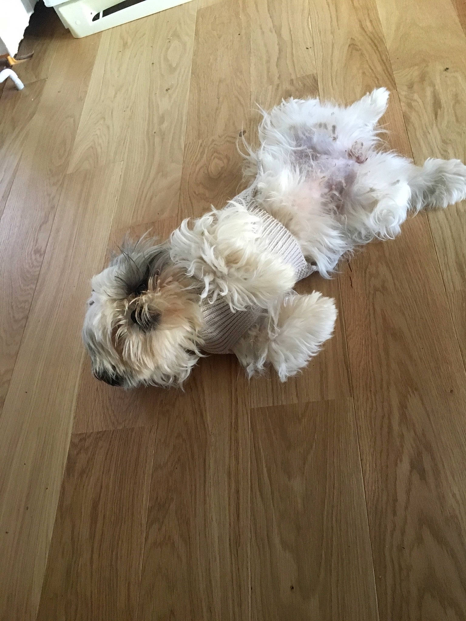 Missy a rejoint le concours — aidez-le/la à gagner de superbes lots ! canidae, carnivore, companion_dog, dog, dog_breed, floor, flooring, glen_of_imaal_terrier, hardwood, havanese, irish_soft_coated_wheaten_terrier, lhasa_apso, maltese, puppy, rare_breed_dog, shih_tzu, sporting_group, terrier, toy_dog, wood_flooring