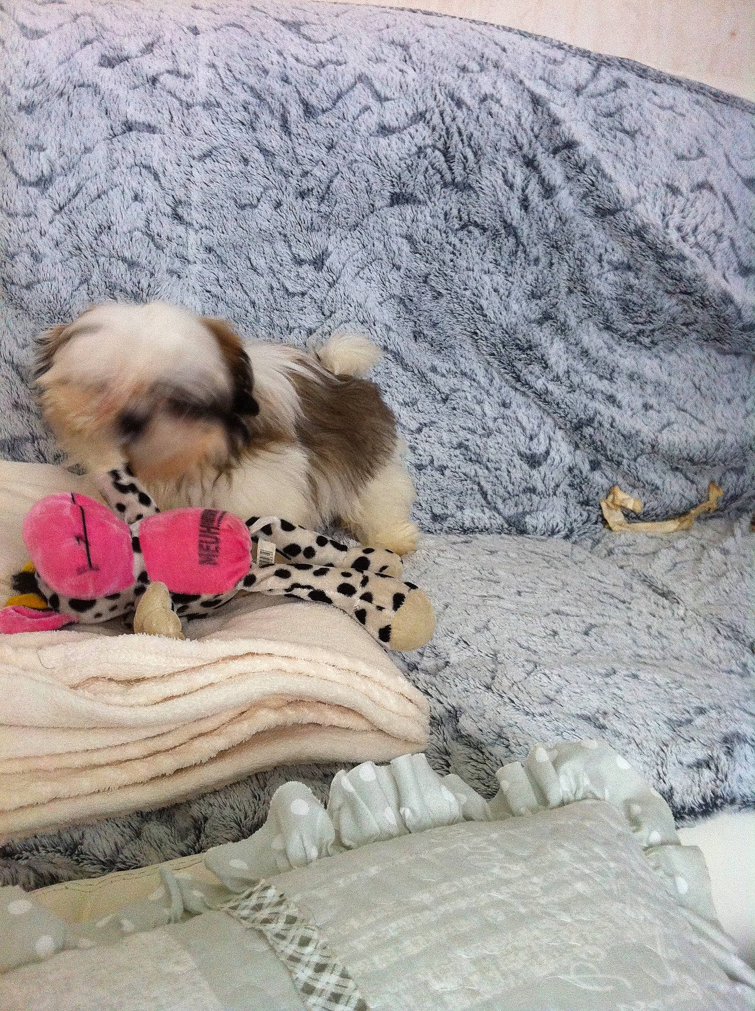 Missy a rejoint le concours — aidez-le/la à gagner de superbes lots ! canidae, carnivore, chinese_imperial_dog, companion_dog, dog, dog_breed, fawn, japanese_chin, lhasa_apso, mammal, morkie, non_sporting_group, puppy, shih_tzu, tibetan_spaniel, toy_dog, vertebrate