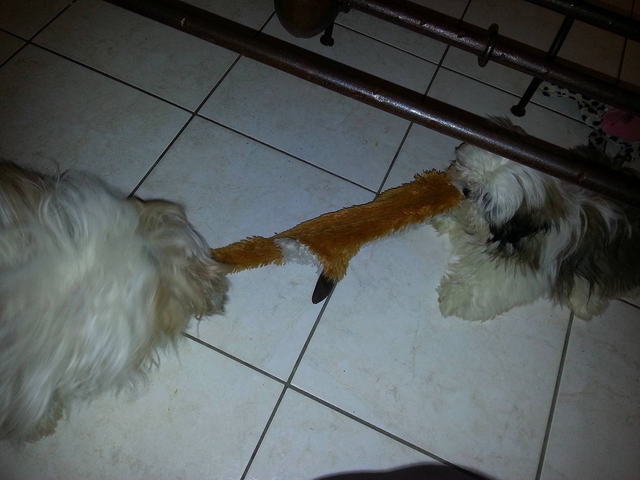 Missy participe au concours pour gagner de l'argent avec cette photo : canidae, carnivore, companion_dog, dog, dog_breed, floor, flooring, lhasa_apso, maltese, non_sporting_group, shih_tzu, sporting_group, sporting_lucas_terrier, tail, tibetan_terrier, toy_dog