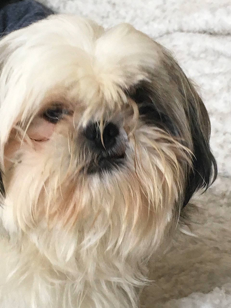 Missy a rejoint le concours — aidez-le/la à gagner de superbes lots ! canidae, carnivore, chinese_imperial_dog, companion_dog, dog, dog_breed, fur, kyi_leo, lhasa_apso, lowchen, maltepoo, maltese, mammal, morkie, puppy, rare_breed_dog, shih_tzu, snout, tibetan_terrier, vertebrate