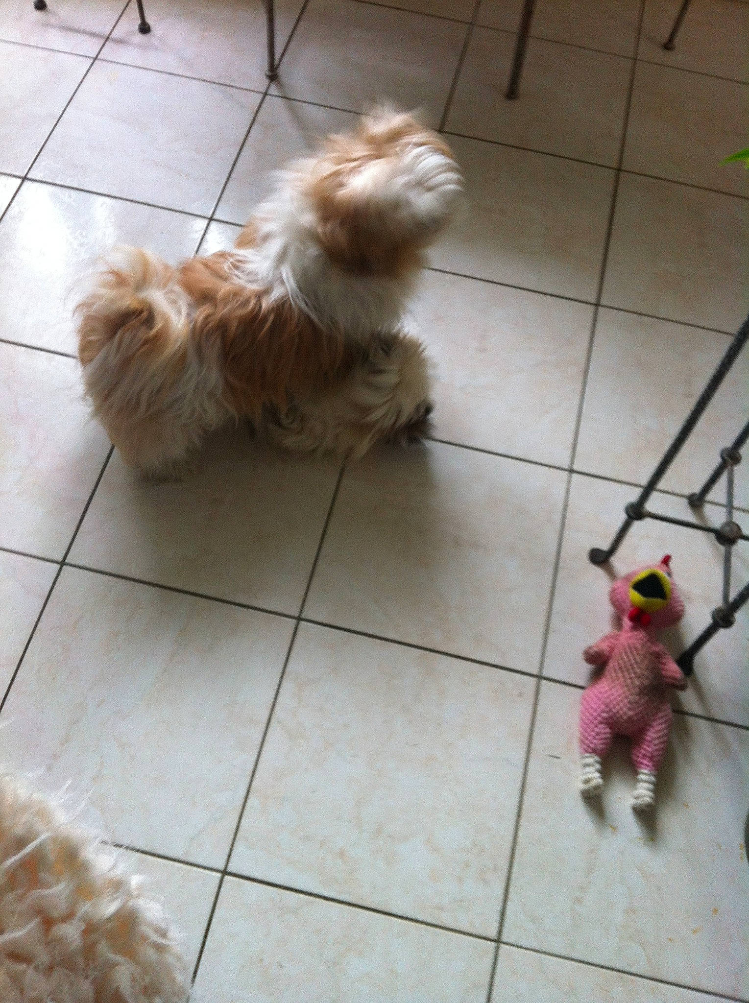 Grenouille a rejoint le concours — aidez-le/la à gagner de superbes lots ! bolonka, canidae, carnivore, chinese_imperial_dog, companion_dog, dog, dog_breed, havanese, lhasa_apso, maltepoo, maltese, morkie, non_sporting_group, puppy, rare_breed_dog, shih_tzu, sporting_lucas_terrier, terrier, toy_dog, yorkshire_terrier