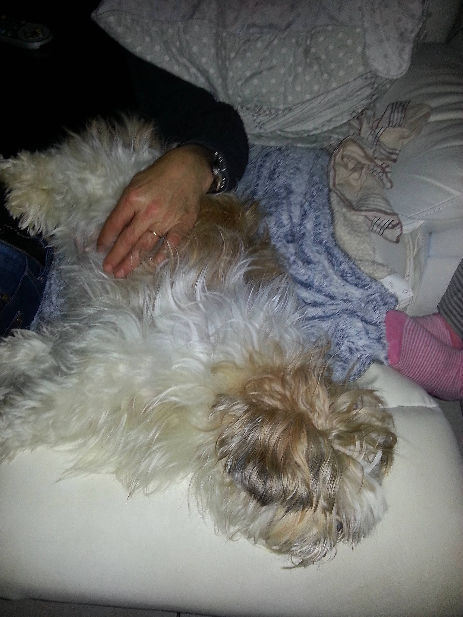 Grenouille a rejoint le concours — aidez-le/la à gagner de superbes lots ! canidae, carnivore, dog, dog_breed, ear, fur, glen_of_imaal_terrier, irish_soft_coated_wheaten_terrier, lhasa_apso, nap, petit_basset_griffon_vendeen, schnoodle, shih_tzu, sleep, sporting_group, terrier, tibetan_terrier