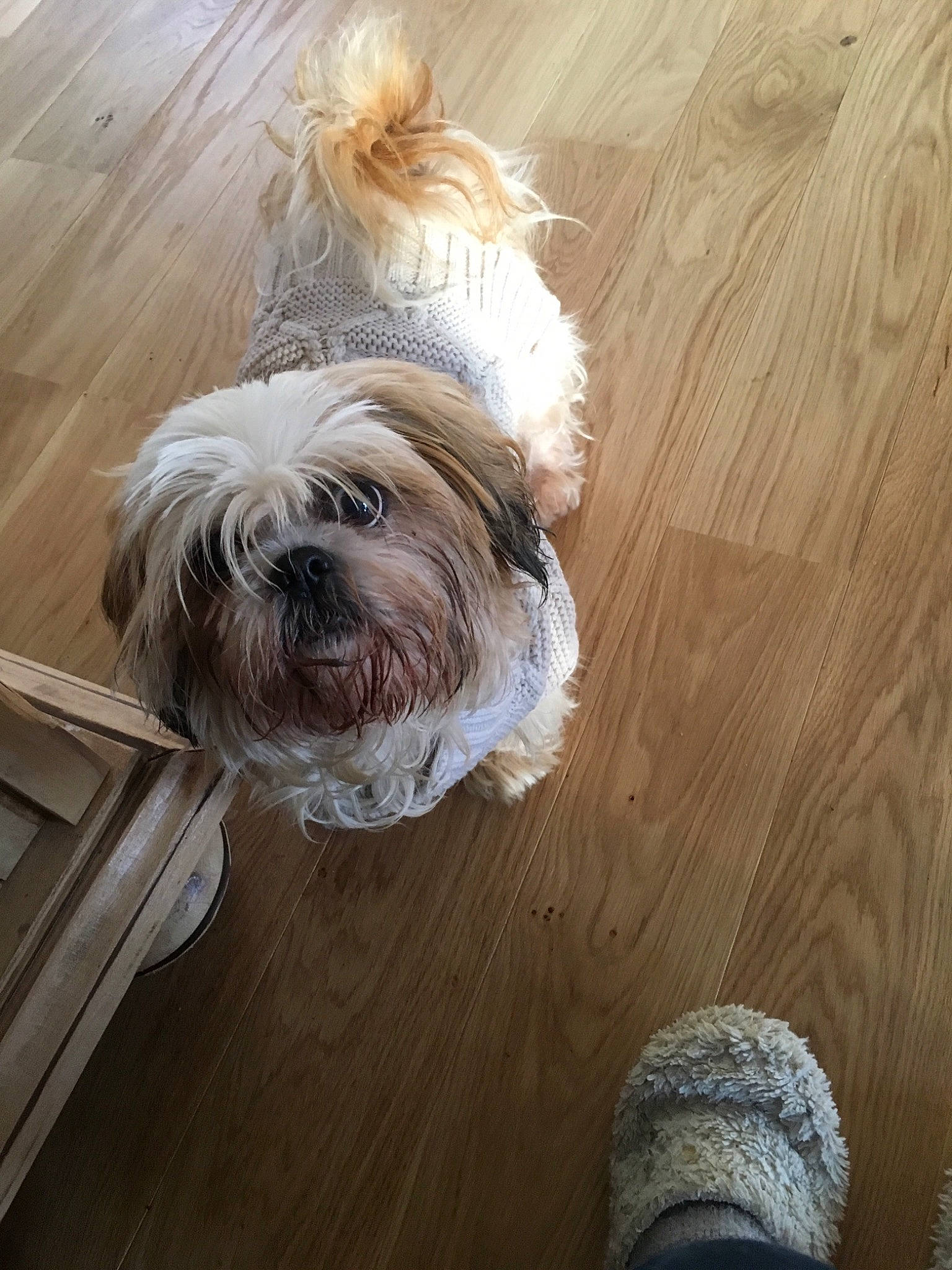 Grenouille a rejoint le concours — aidez-le/la à gagner de superbes lots ! canidae, carnivore, catalan_sheepdog, chinese_imperial_dog, companion_dog, dog, dog_breed, glen_of_imaal_terrier, havanese, lhasa_apso, lowchen, mammal, puppy, rare_breed_dog, shih_tzu, sporting_group, sporting_lucas_terrier, terrier, tibetan_terrier, toy_dog