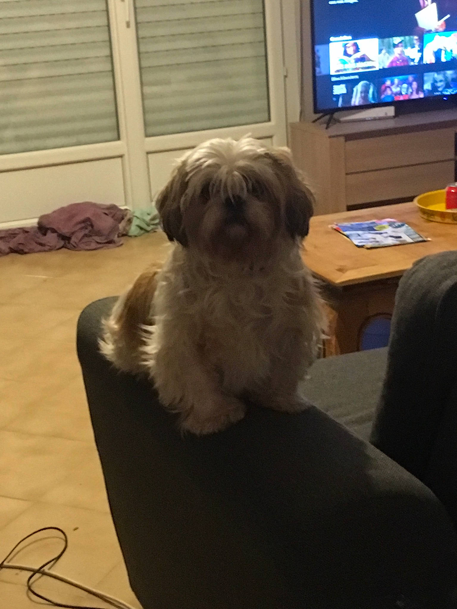 Grenouille participe au concours pour gagner de l'argent avec cette photo : bolonka, canidae, carnivore, chinese_imperial_dog, companion_dog, dog, dog_breed, havanese, kyi_leo, lhasa_apso, lowchen, maltepoo, maltese, mammal, non_sporting_group, schnoodle, shih_tzu, tibetan_terrier, toy_dog, vertebrate