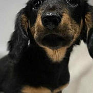Coco Bean joined the competition — help win amazing prizes! puppy, dog, black, tan, close_up, pet, animal, cute, young, fur, ears, face, nose, paws, indoors, portrait, standing, looking, background_blur, adorable